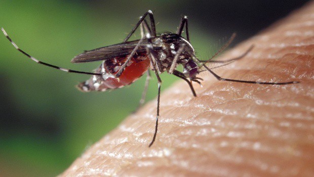 Bodají vás komáři jako o život? Pravděpodobně bude pršet.