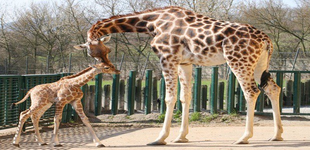 Žirafí mládě se svou matkou.