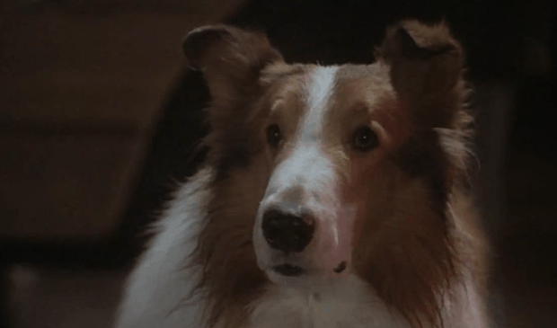 Lassie je asi největší zvířecí filmovou hvězdou. 